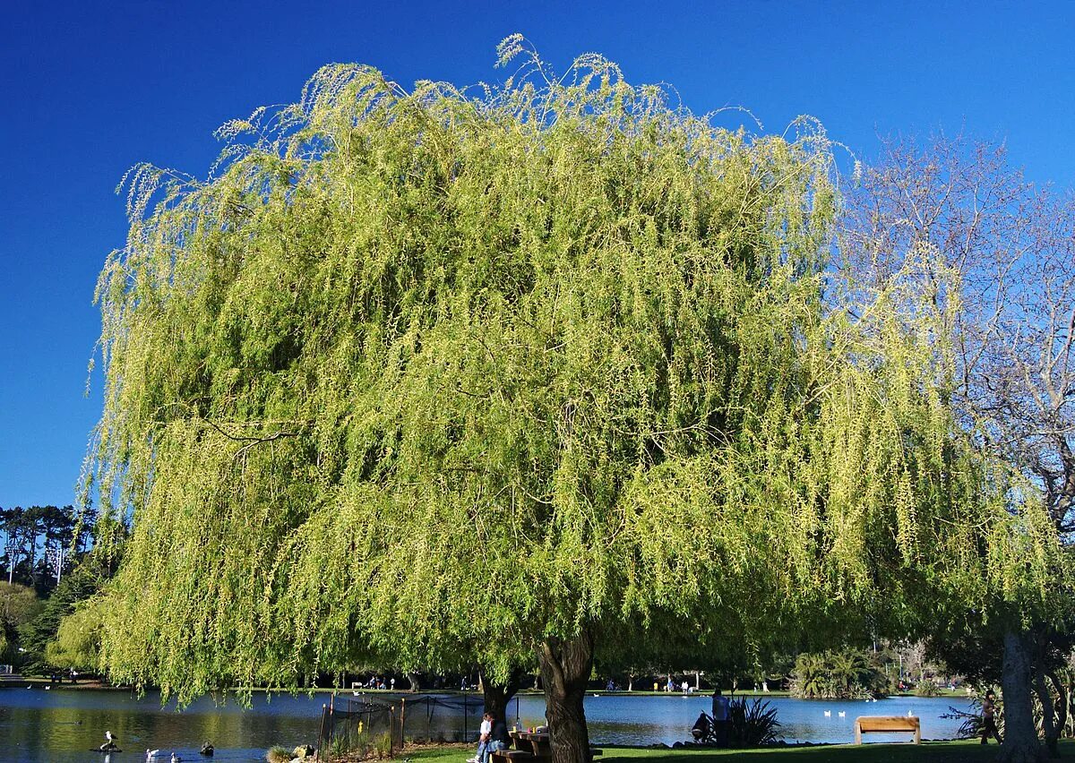 Дерево верба фото и описание. Ива белая плакучая Тристис. Ива белая (Salix Alba). Ива белая ветла. Ива белая Тристис.