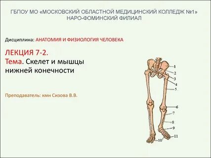 Функции костей нижних конечностей