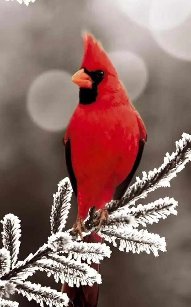 Красная птица. Снегирь. Красный Снегирь. Снегири на снегу.