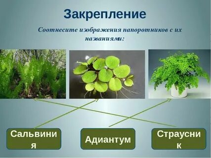 Виды растений отдела папоротниковидные