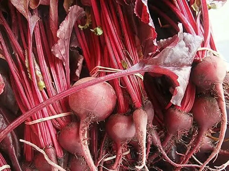 Свекла для хранения на зиму сорта. Семена. свекла &quot;бычья кровь&quot;. свекла столовая бычья кровь. свекла бычья кровь. свекла crapaudine.
