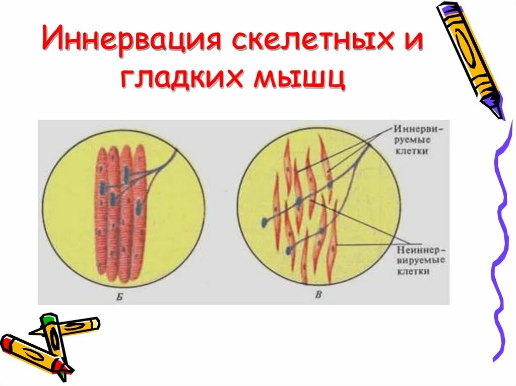 Обеспечивает иннервацию скелетных мышц. Иннервация гладкой мышечной ткани. иннервация гладких мышц. иннервация скелетных мышц. типы иннервации мышечной ткани.