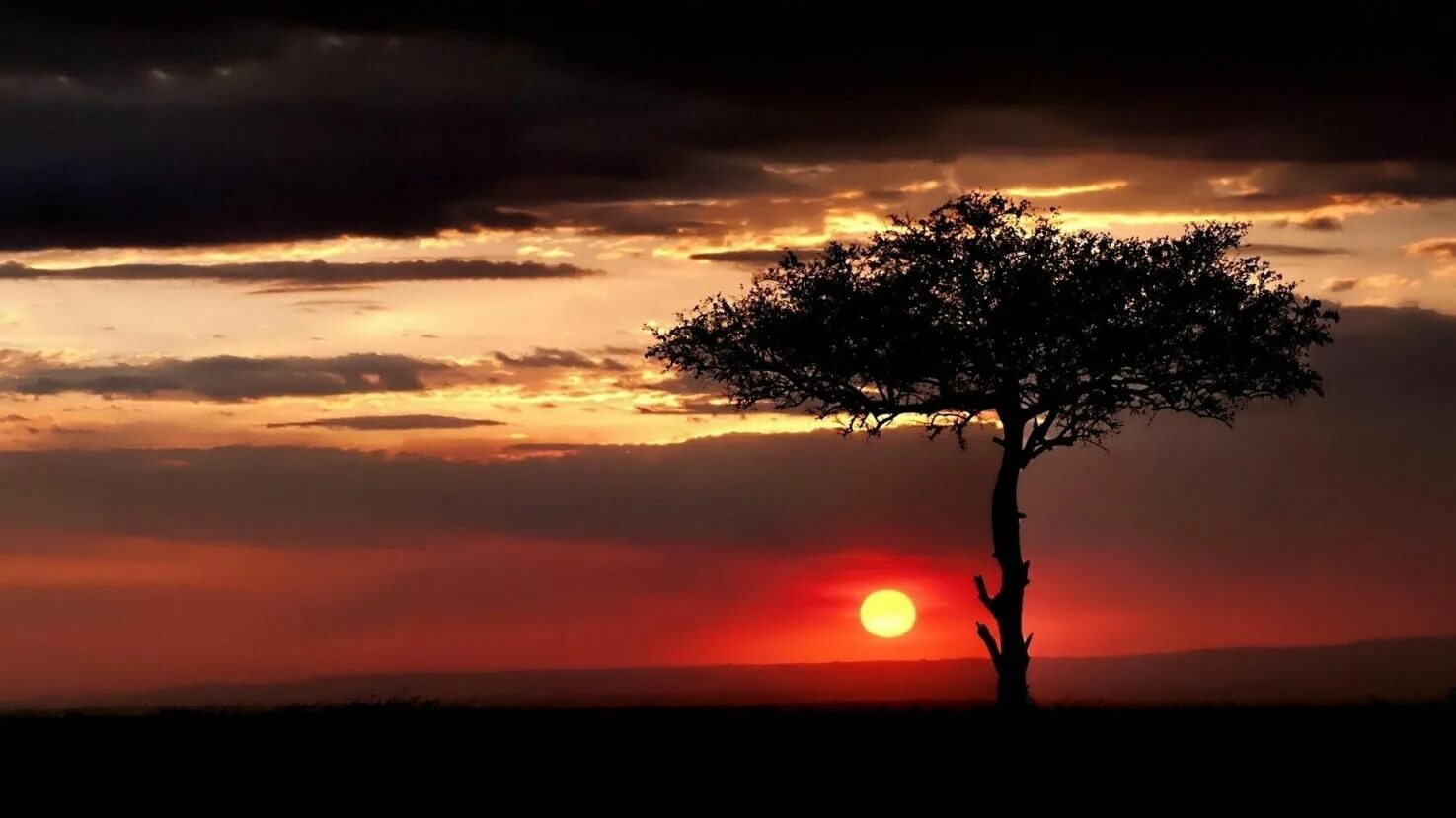 Каждое утро в африке. Дерево на закате. Закат в саванне. Дерево в саванне на закате. Дерево на фоне солнца.
