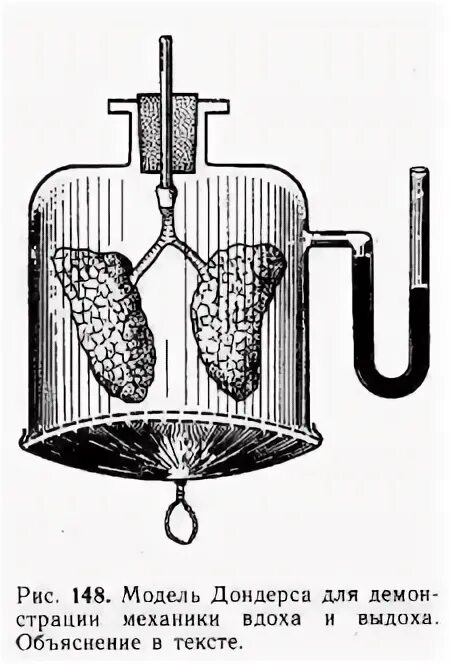 Модель которую впервые предложил голландский физиолог дондерс. Модель Дондерса манометры. Модель Дондерса давление. Модель Дондерса механизм вдоха и выдоха. Модель Дондерса физиология.