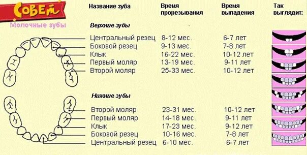 Сколько длится температура при прорезывании