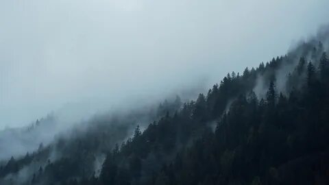 Лес в тумане обои