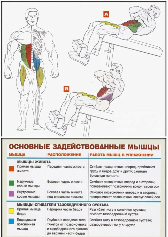 Какие тренировки для мышц. Упражнения на пресс мышцы. скручивание на наклонной скамье мышцы. скручивания на скамье с наклоном пресс.