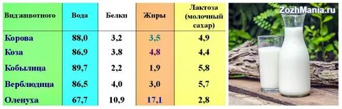 Польза молока после года