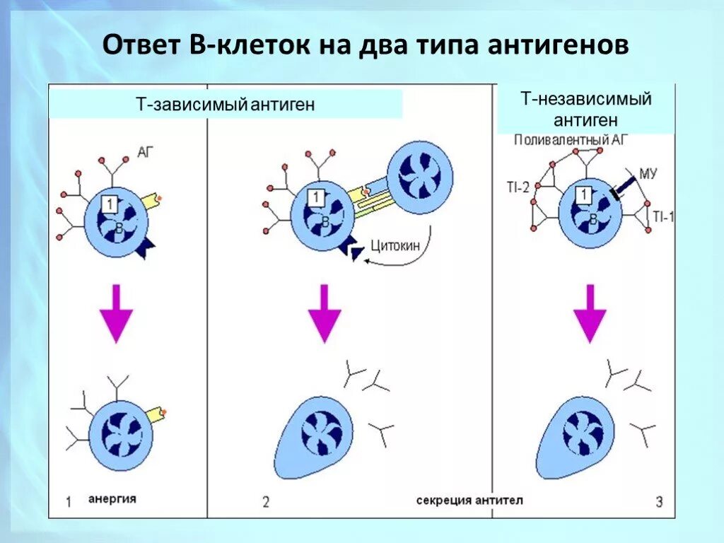 Т зависимые. Т-зависимые и т-независимые антигены. Иммунный ответ гуморальный на т-независимый антиген. Т-зависимый иммунный ответ т-независимый иммунный ответ. Иммунный ответ на т зависимые антигены.