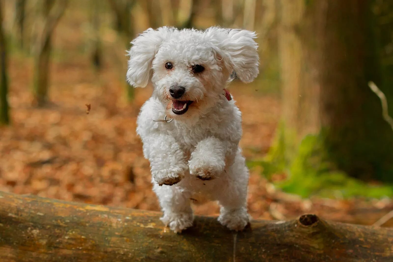 собачка бишон фризе. бишон фризе. французская болонка бишон. бишон фризе. порода бишон фризе.