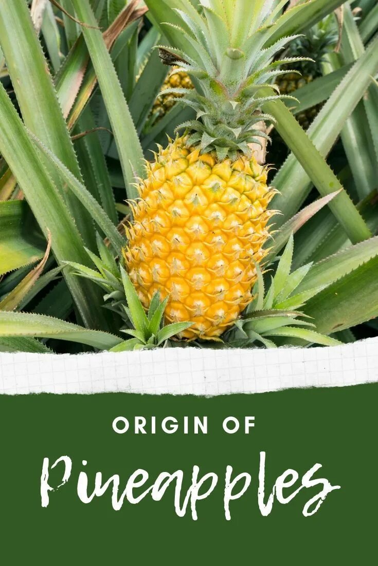 Plant origin. Ананас на англ. Ананас с подписью. Квин в ананас. Язык и ананас.