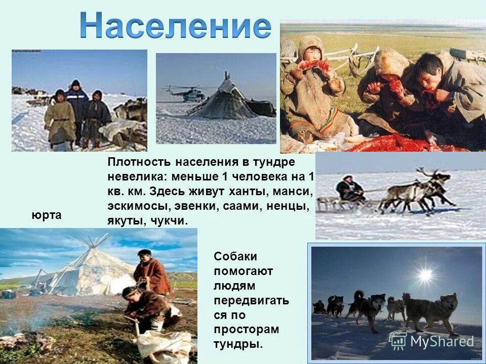 Тундровые ненцы. Ненцы ямала. Жизнь и быт людей лесотундры. Где обитают олени. Жизнь и быт людей лесотундры.