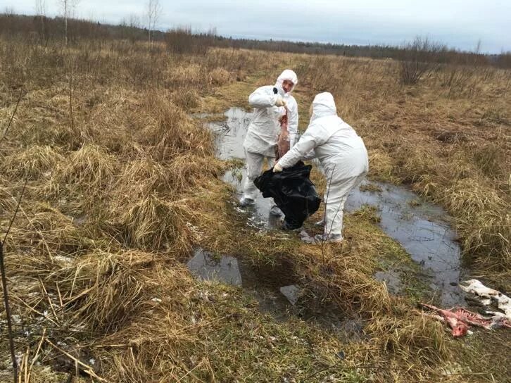 биологические отходы утилизация.