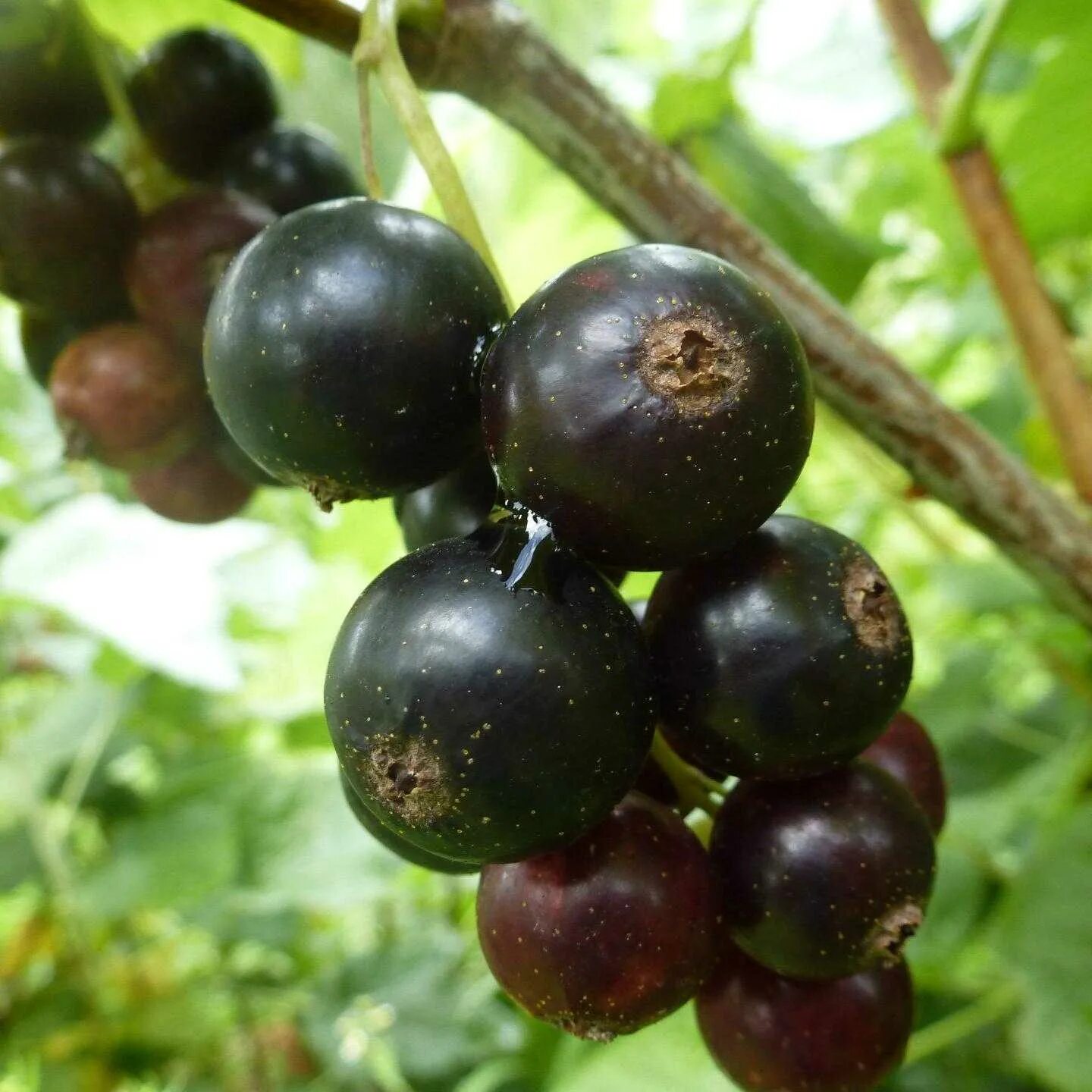 смородина черная "селеченская 2" куст. сорт смородины селеченская 2. сорт смородины селеченская 2. смородина черная селеченская. смородина черная "селеченская 2" куст.