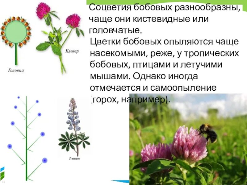 Выберите соцветие головка