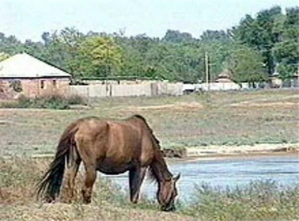 Кевсала ставропольский край. Кевсала Ипатовский район. Село Кевсала Ставропольский край. Река Кевсала. Село Кевсала река.