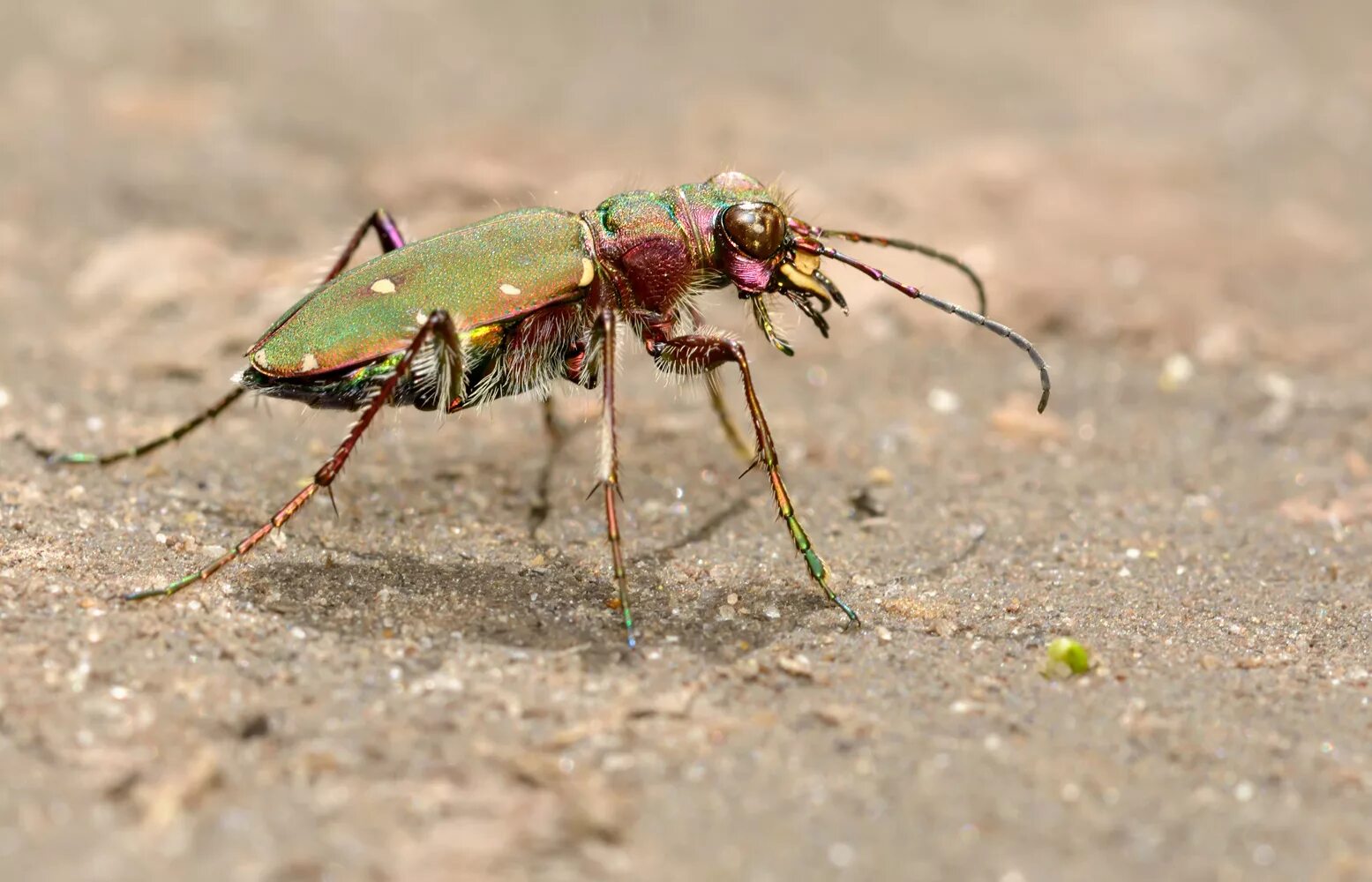 Жук скакун полевой. Cicindela Campestris. Жужелица Шренка. Жук скакун полевой зеленый.