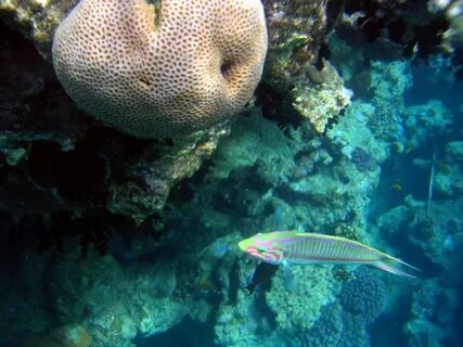Какие рыбы в красном море