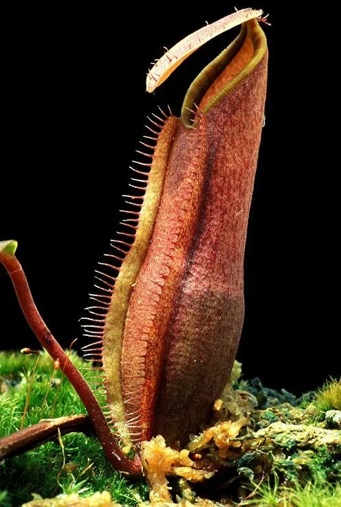 Саррацения непентес. Nepenthes bokorensis. Nepenthes bokorensis растение. Хищные растения непентес.