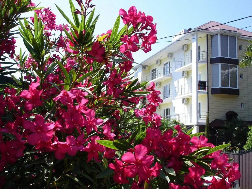 цветочный магазин лазаревское ярославль. ярославль улица труфанова 19 лазаревское цветочный. цветочный лазаревское. ярославль тутаевское шоссе 1 лазаревское цветочный. цветочный магазин лазаревское ярославль.