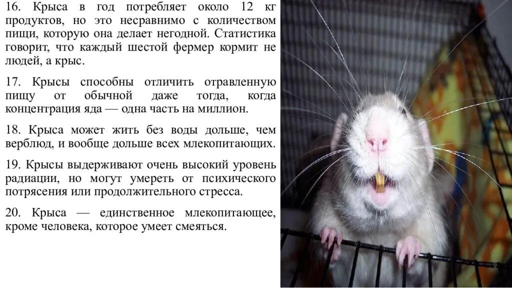 Крыса дышит ртом. Тема для презентации крысы. Крыса для презентации. Презентация декоративные крысы. Слайды на тему крыс.