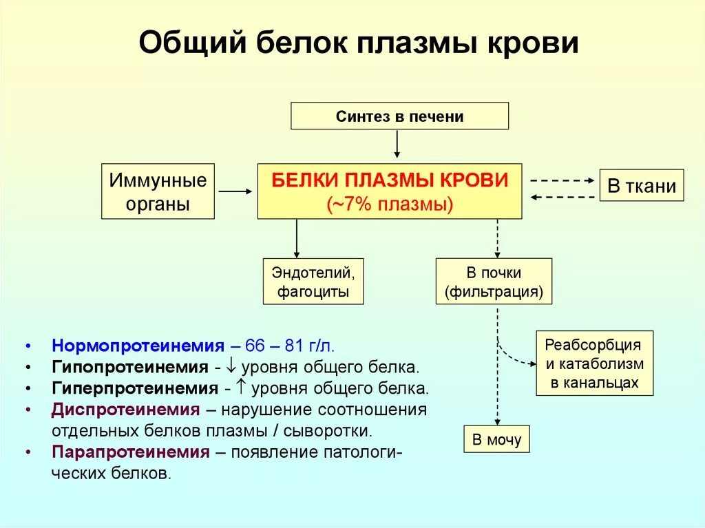 Изменение белка в крови