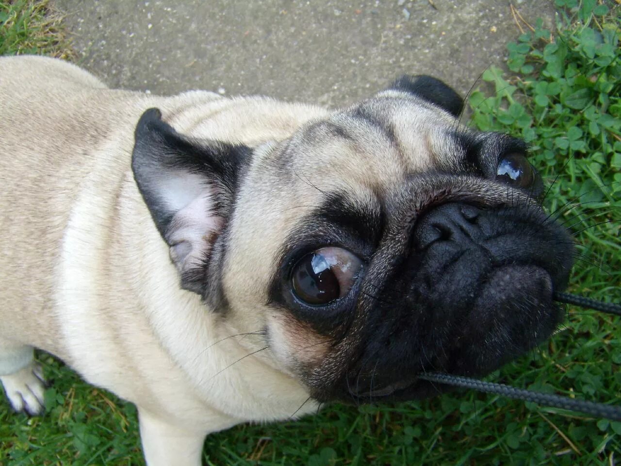 британский мопс. кокер мопс. мопс джонни. терьерный мопс. мопс включая.