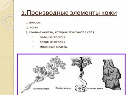 Функции придатков кожи