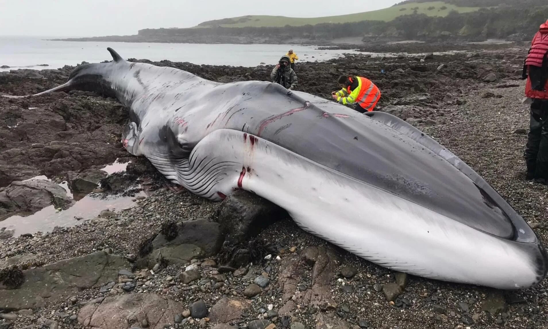Сколько длиной самый большой кит. Большие киты. Самый длинный кит в мире.