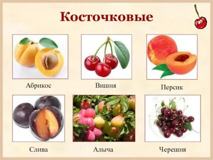 Косточковые плоды