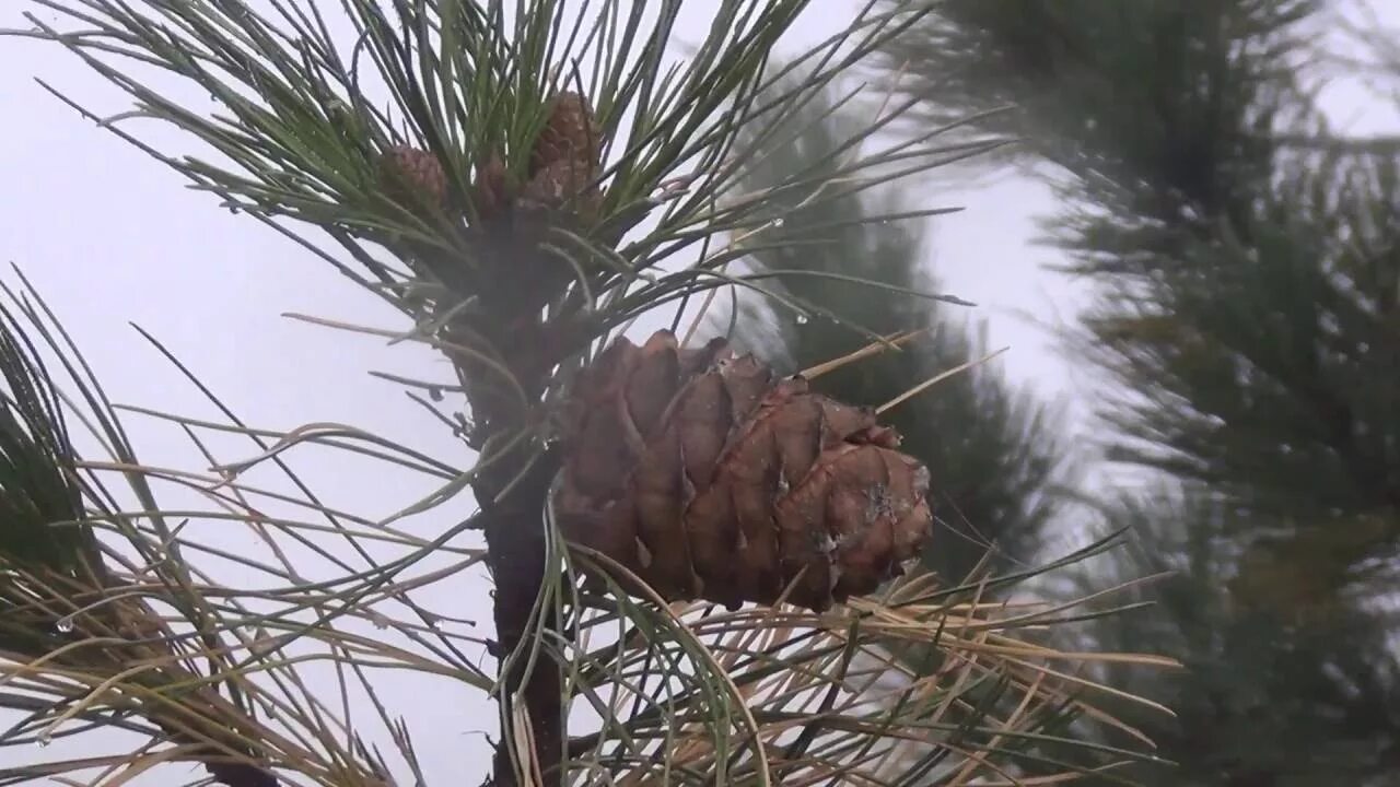 Кедр атласский гималайский. Кедр плодоносит. Видео кедр. Кедр сибирский хакасия. Масло кедра сибирского pinus sibirica.