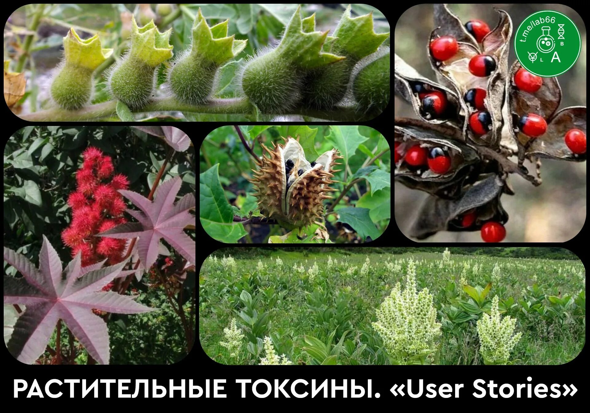 Фитотоксины. Растительные токсины. Токсины высших растений. Растения вырабатывают токсины,. Классификация токсинов растительных растений.