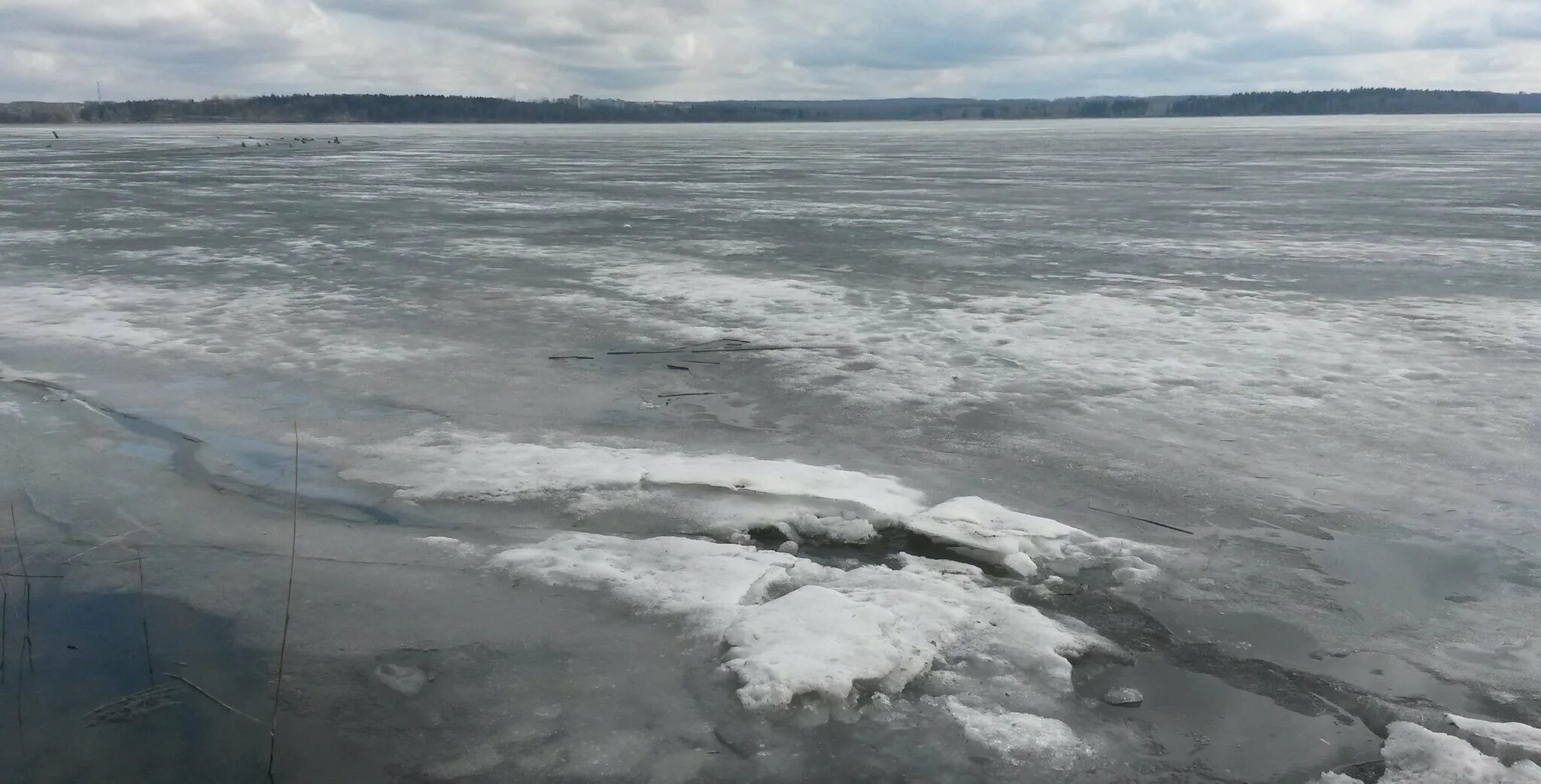 Вскрытию подвергают из каждого пруда не менее