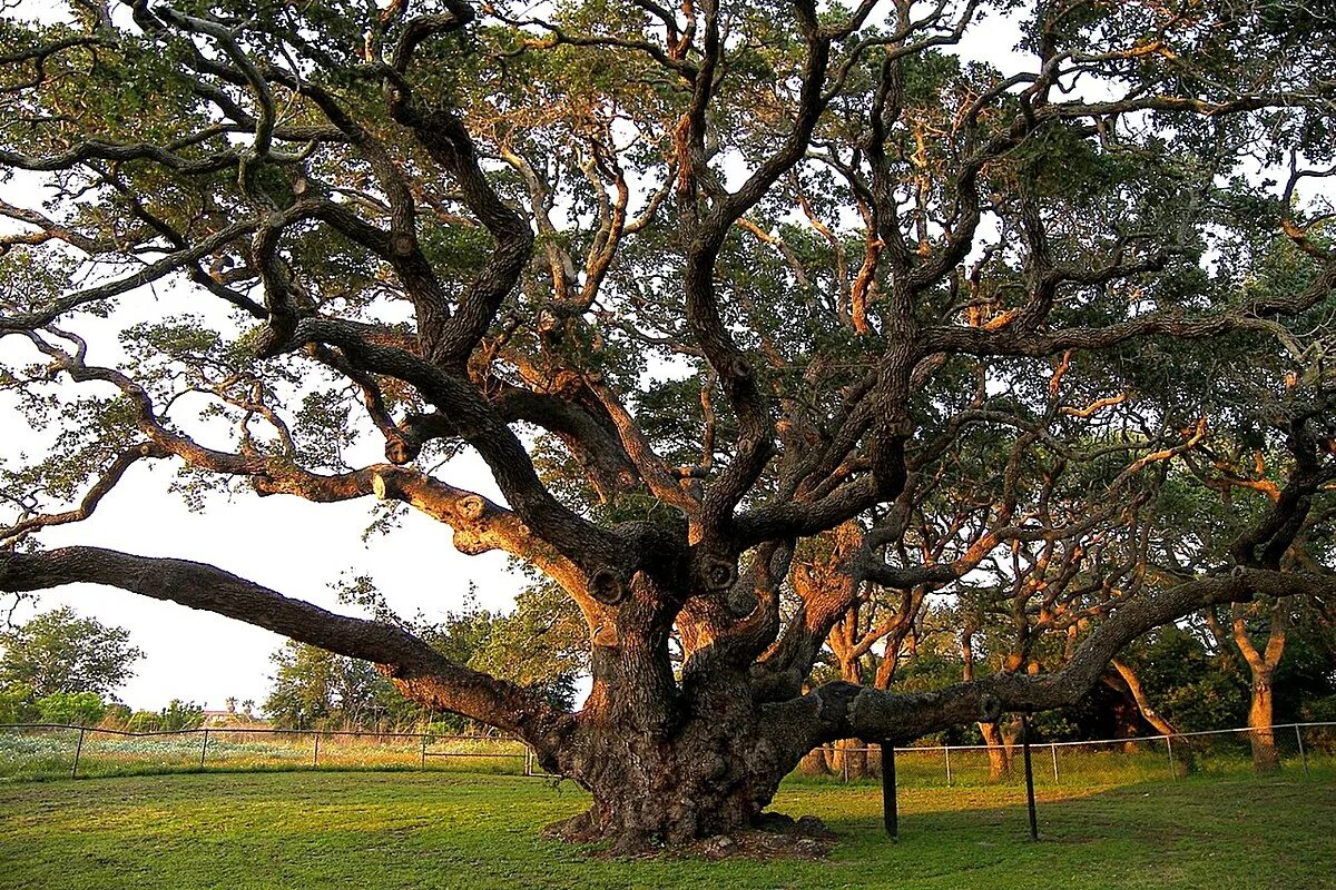 Old tree