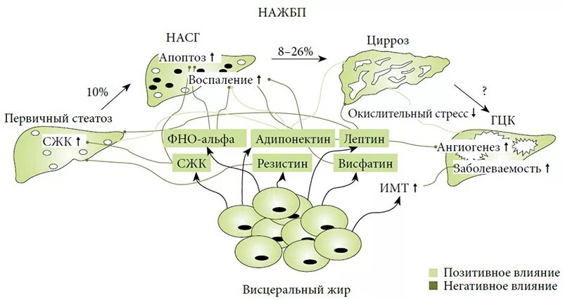 Гистологическим признаком нажбп. Жировая болезнь печени этиология. неалкогольная жировая болезнь печени. схема механизма развития жировой инфильтрации печени. этиология нажбп это-.