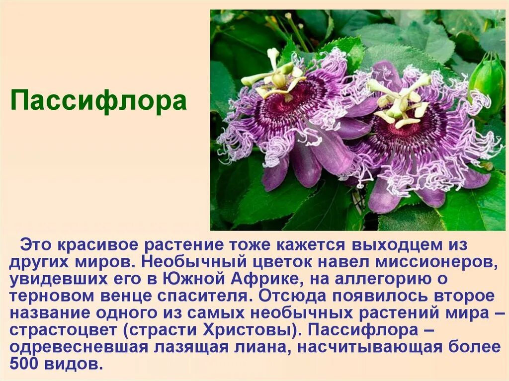 Сообщение об интересном растении. Цветы необычные и описание и красивые. удивительные растения с описанием. рассказ о необычном растении. интересные истории о растениях.
