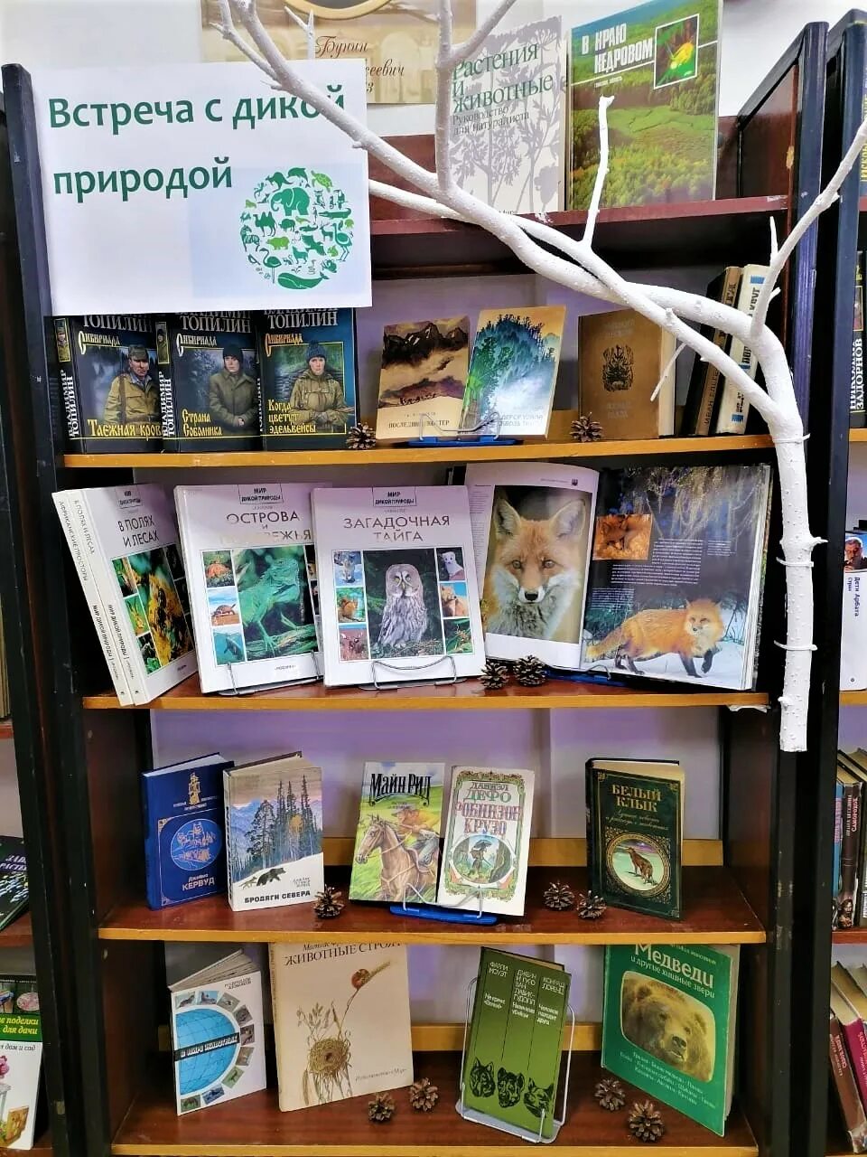 Книжная выставка к всемирному дню дикой природы. Книжная выставка ко дню дикой природы. Всемирный день дикой природы в библиотеке. День дикой природы в библиотеке. Выставка в библиотеке день дикой природы.