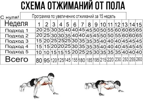 Схема тренировок отжимания от пола. Схема отжиманий от пола для роста мышц для начинающих. Таблица упражнений по отжиманию от пола. Схема отжимания от пола схема. Отжимания сколько подходов делать