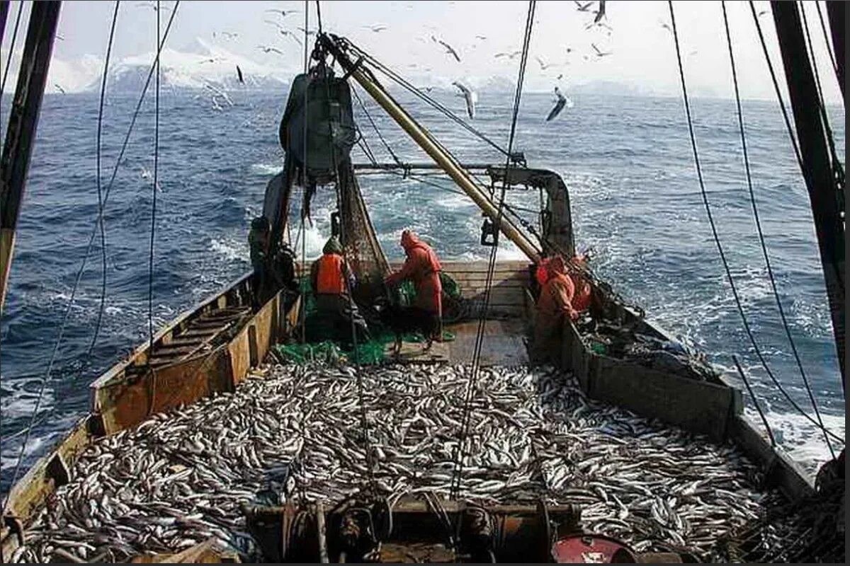 Морской промысел рыб. Охотское море рыбный промысел. Сейнер Охотское море. Рыбопромышленный комплекс дальнего Востока. Рыболовный промысел в Охотском море.