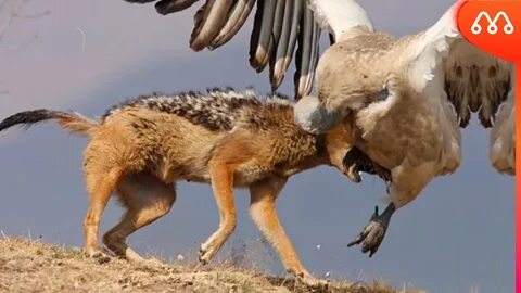 When attacking
