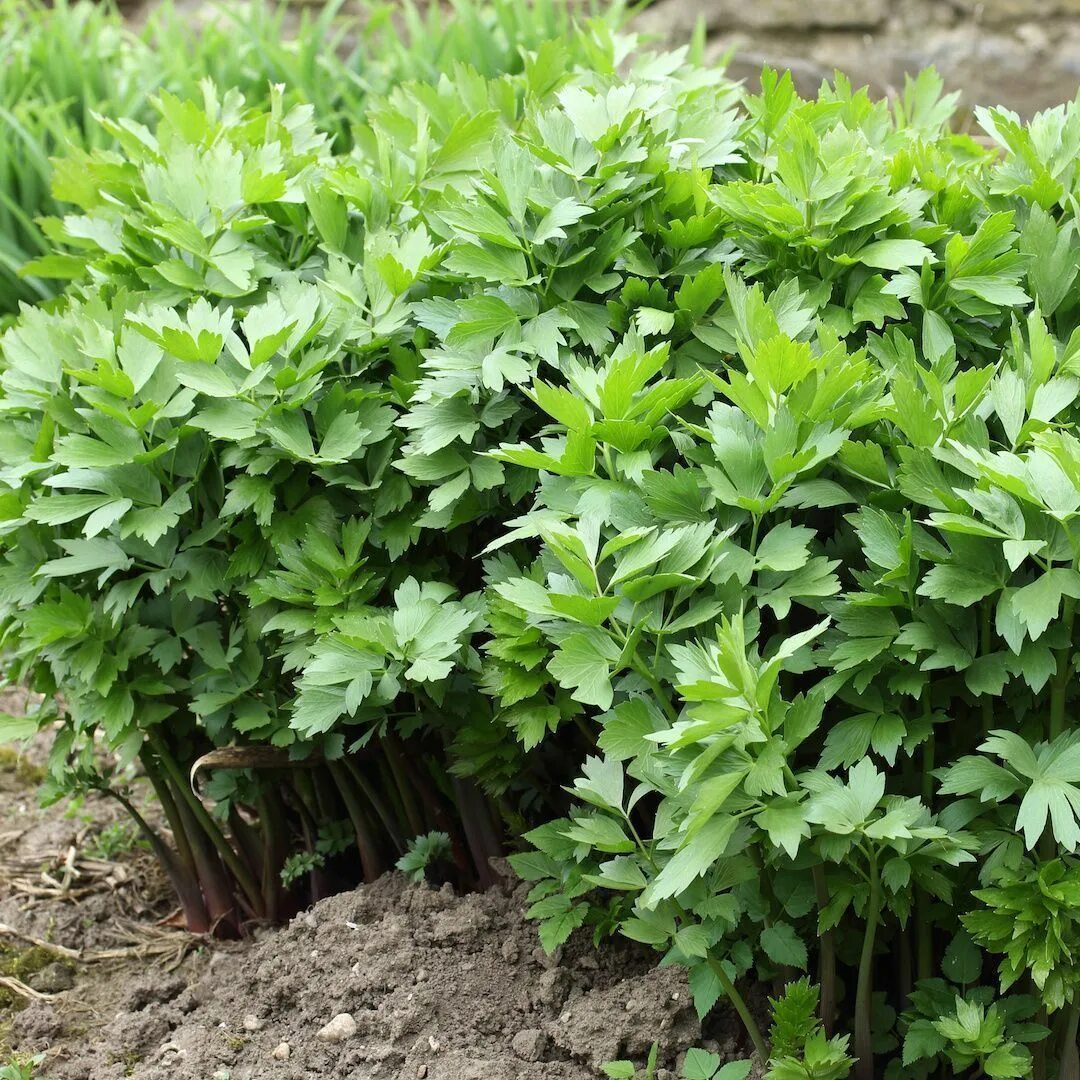 Любисток ароматный чародей. Любисток польза для организма. Любисток польза для организма. Любисток польза для организма. Пряная трава любисток.