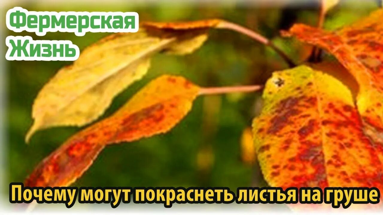 Почему листья краснеют летом. У груши краснеют листья. груша с красными листьями. покраснение листьев яблони. яблоня с красными листьями.
