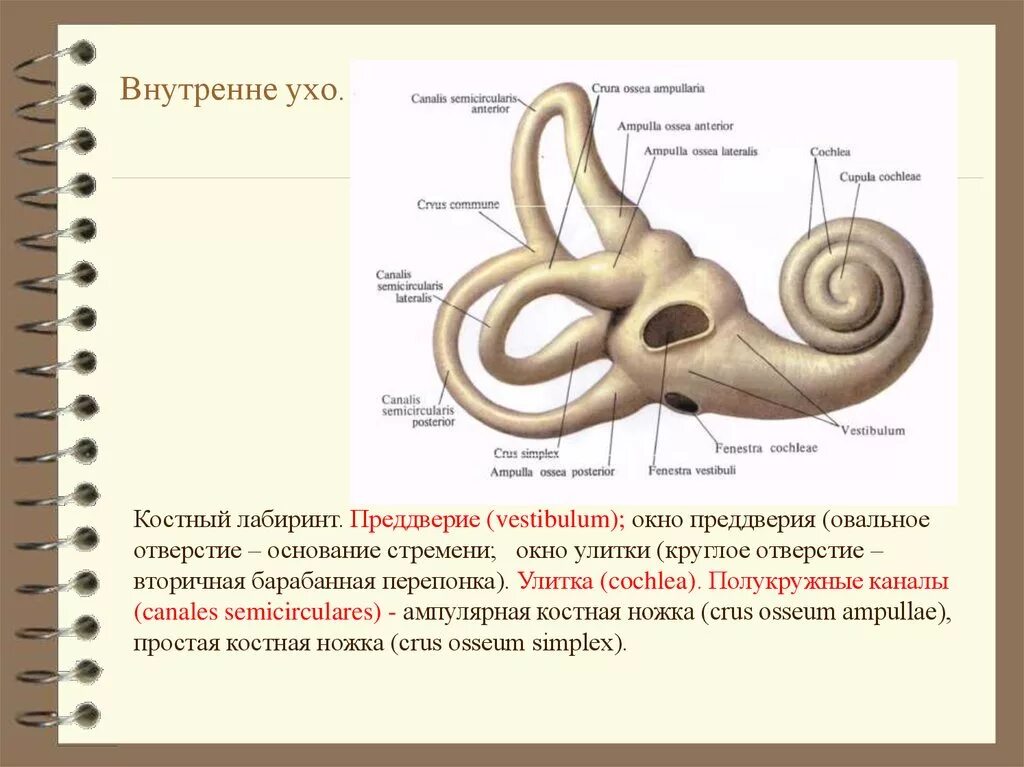 Строение уха костный Лабиринт. Полукружные каналы внутреннего уха анатомия. Костный Лабиринт внутреннего уха латынь. Костный Лабиринт внутреннего уха преддверие. Окно улитки расположено
