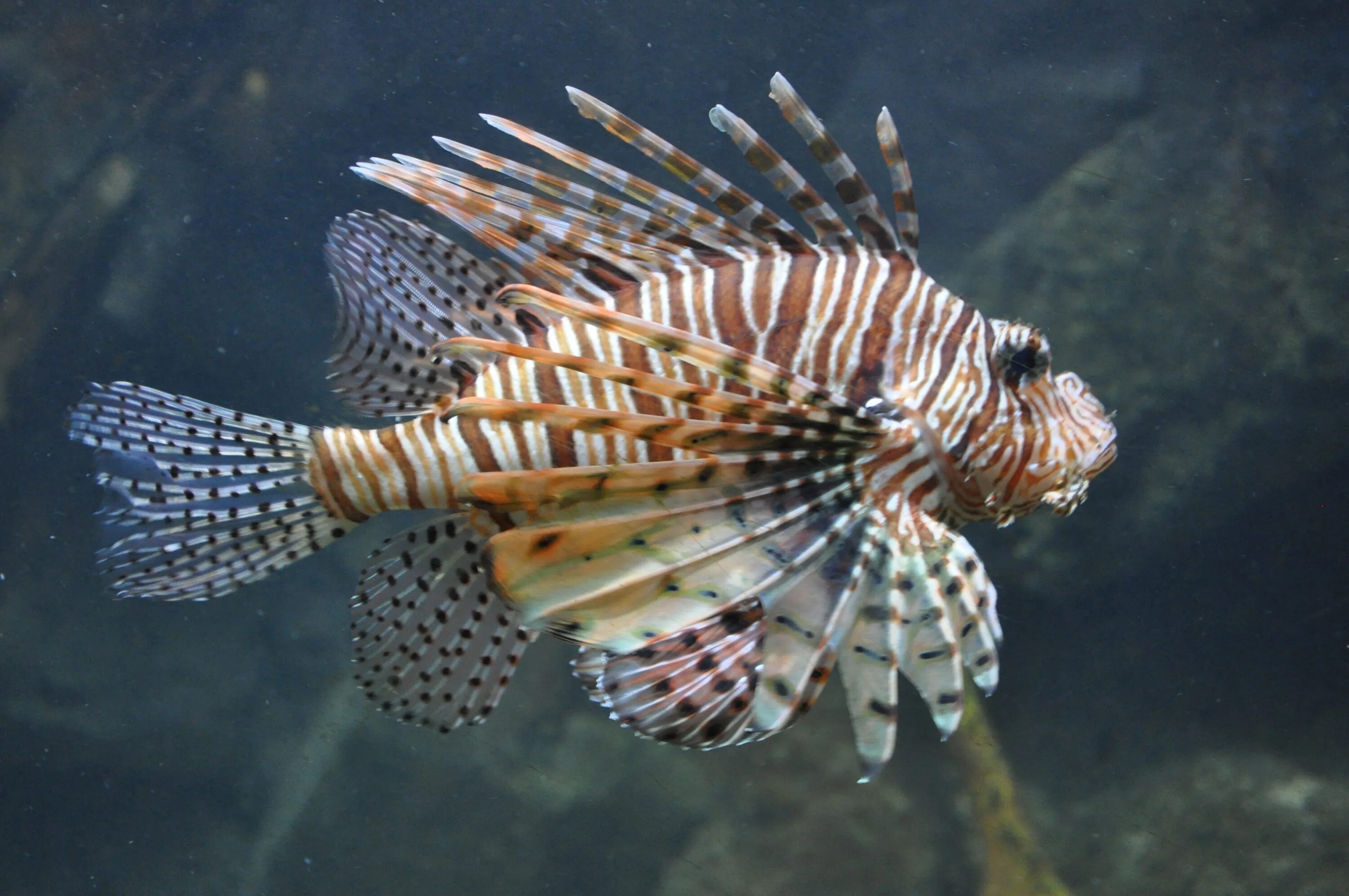 Крылатка-Зебра чернополосая дьявол. Крылатка Pterois volitans. Крылатка-Зебра чернополосая (дьявол) (Pterois volitans). Полосатая крылатка рыба. Крылатка зебра рыба