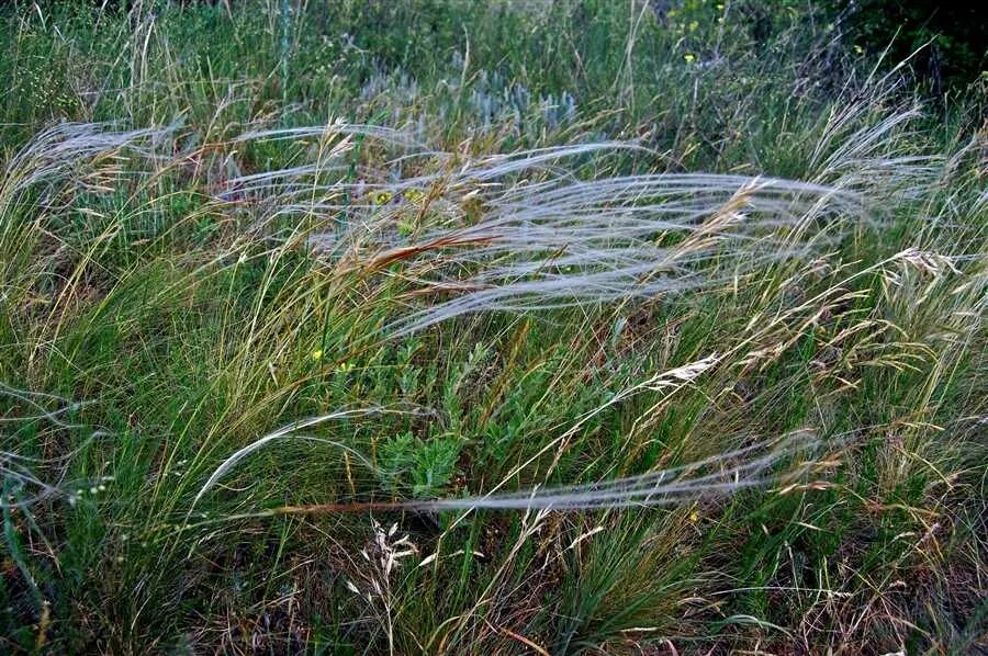 смешанные леса степи. зона лесов на карте россии 4 класс. карта природных зон россии. карта россии тайга тундра леса степи. смешанные и широколиственные леса, лесостепь.