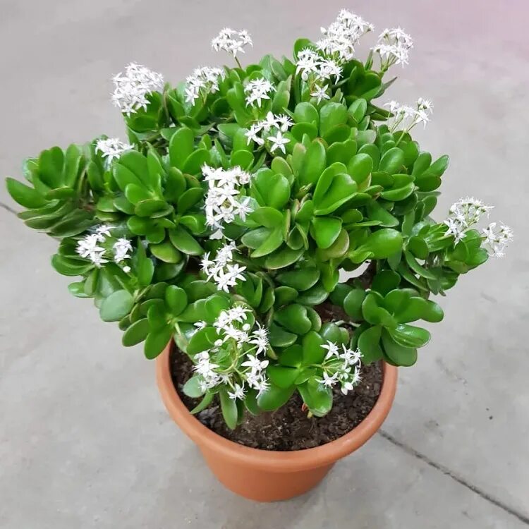 Денежное дерево цветет. Цветет ли толстянка. Толстянка денежное дерево цветы. Толстянка денежное цветет. Цветущая толстянка.