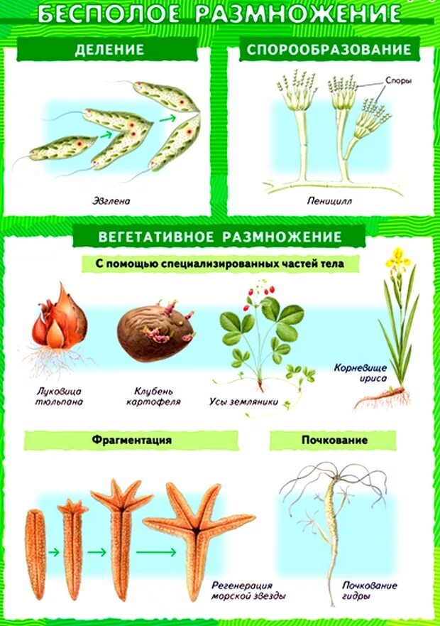 Пример процесса иллюстрирующего размножение у растений. Схема способы бесполого размножения растений. Схема типы размножения растений. Типы бесполого размножения схема. Бесполое размножение растений.