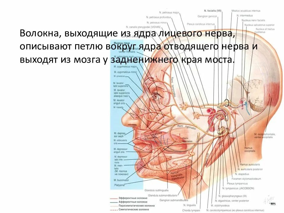 Карта лицевых нервов. Лицевой нерв анатомия ядра. Лицевой нерв расположение ядер. Ядра лицевого нерва расположены. Ядро лицевого нерва расположено.