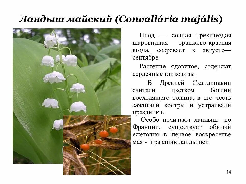Строение листьев ландыша
