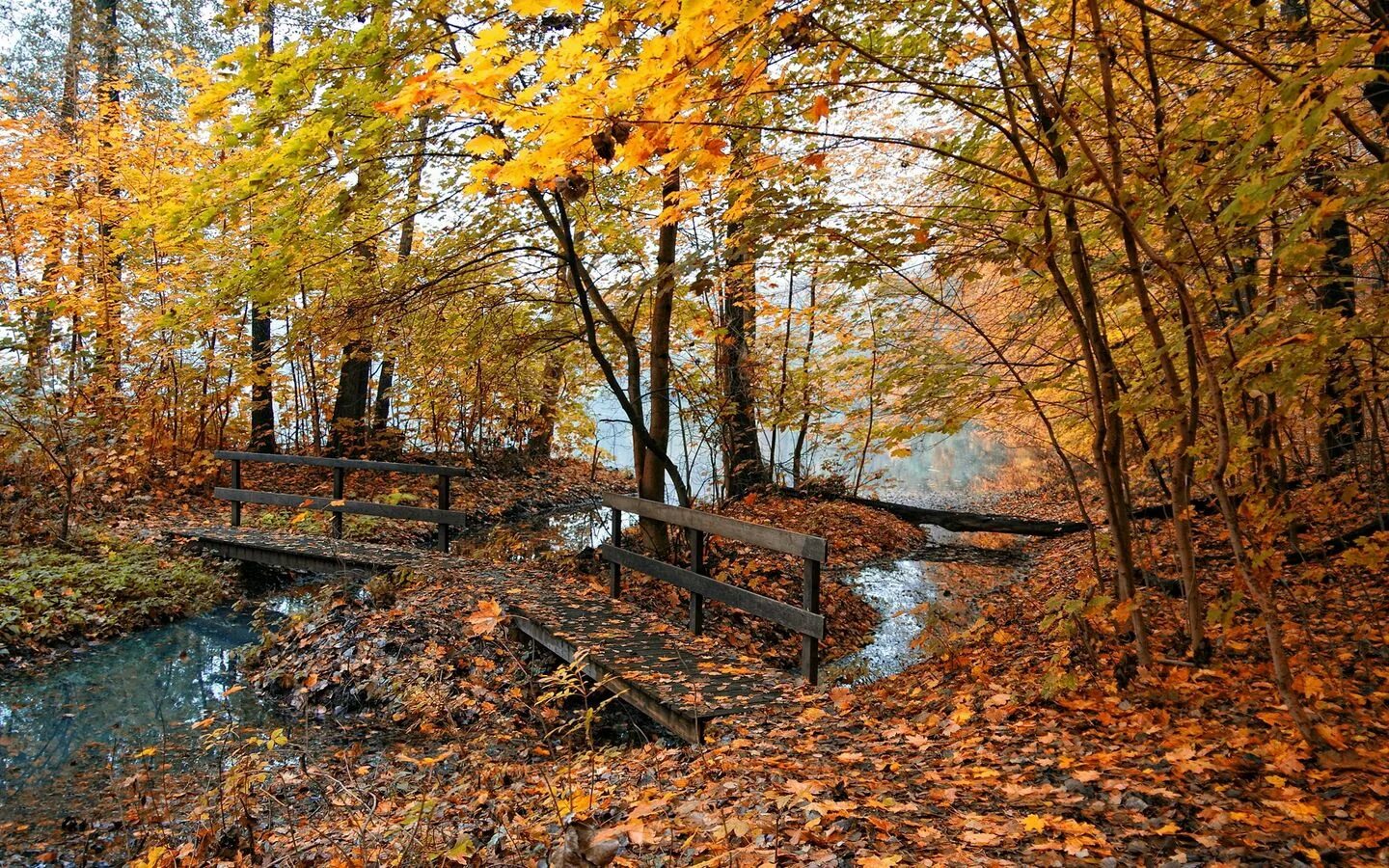 Листья желтые в пруду. Осенний пейзаж. Осенняя река. Природа осень. Осенний лес.